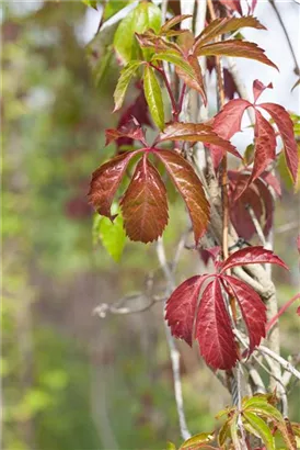 Wilder Wein - Parthenocissus quinquefolia