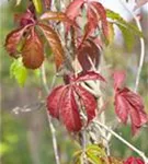 Wilder Wein - Parthenocissus quinquefolia