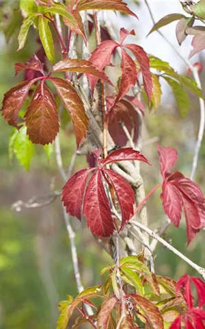 Parthenocissus quinquefolia 'Engelmannii'