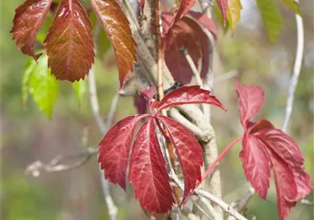 Parthenocissus quinquefolia 'Engelmannii' - Mauerwein 'Engelmannii'