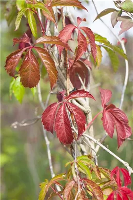 Wilder Wein - Parthenocissus quinquefolia