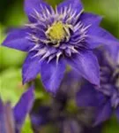 Waldrebe 'The President' - Clematis 'The President'