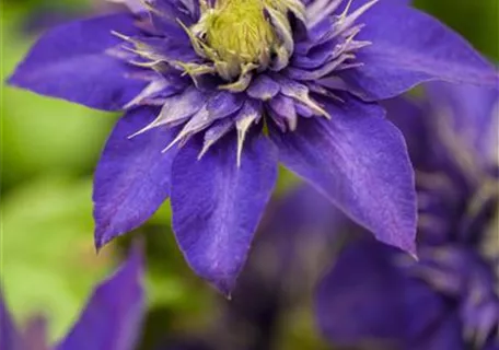 Clematis 'The President' - Waldrebe 'The President'