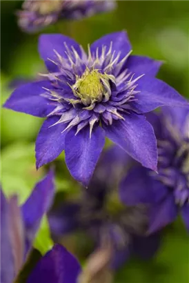 Waldrebe 'The President' - Clematis 'The President'