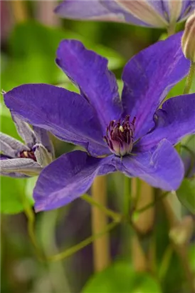 Waldrebe 'The President' - Clematis 'The President'