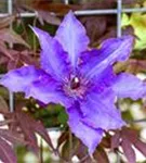 Waldrebe 'The President' - Clematis 'The President'