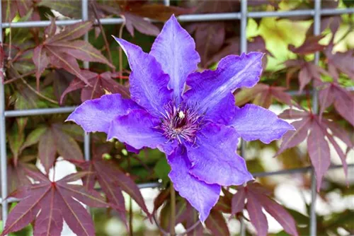 Waldrebe 'The President' - Clematis 'The President'