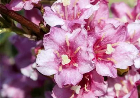 Weigela florida 'Nana Variegata' - Buntblättr.Weigelie