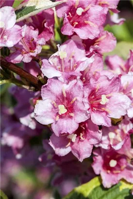 Buntblättr.Weigelie - Weigela florida 'Nana Variegata'