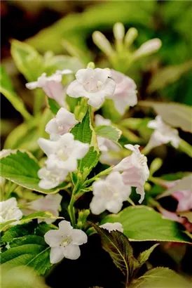 Buntblättr.Weigelie - Weigela florida 'Nana Variegata'