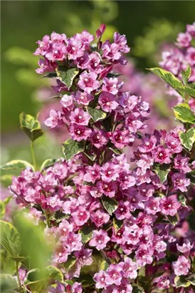 Buntblättr.Weigelie - Weigela florida 'Nana Variegata'