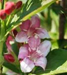 Buntblättr.Weigelie - Weigela florida 'Nana Variegata'