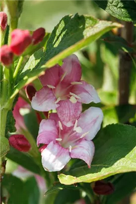 Buntblättr.Weigelie - Weigela florida 'Nana Variegata'