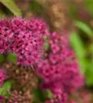 Rote Sommerspiere - Spiraea japonica 'Anthony Waterer'