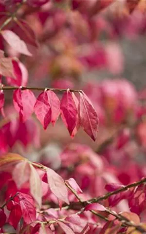 Euonymus alatus - Formgehölze