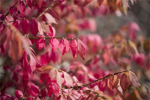 Korkflügelstrauch - Euonymus alatus - Formgehölze