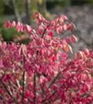 Korkflügelstrauch - Euonymus alatus - Formgehölze