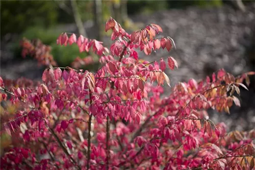 Korkflügelstrauch - Euonymus alatus - Formgehölze