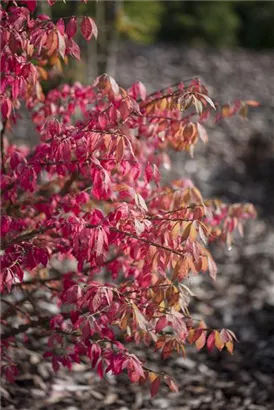 Korkflügelstrauch - Euonymus alatus - Formgehölze