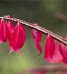 Korkflügelstrauch - Euonymus alatus - Formgehölze