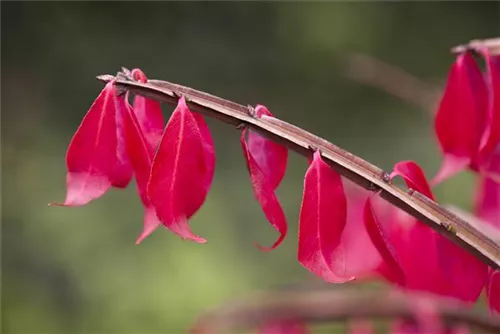 Korkflügelstrauch - Euonymus alatus - Formgehölze