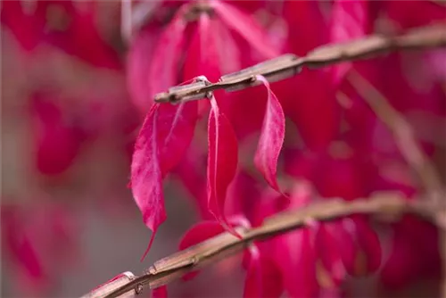 Korkflügelstrauch - Euonymus alatus - Formgehölze