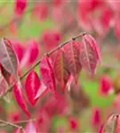 Korkflügelstrauch - Euonymus alatus - Formgehölze