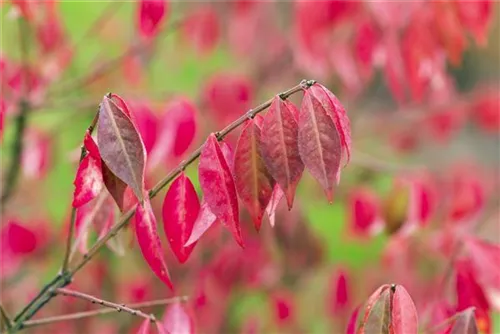 Korkflügelstrauch - Euonymus alatus - Formgehölze