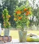 Feuerdorn 'Orange Glow' - Pyracantha 'Orange Glow' - Kletterpflanzen