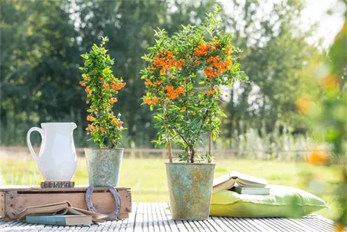 Feuerdorn 'Orange Glow' - Pyracantha 'Orange Glow' - Kletterpflanzen