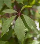 Mauerwein 'Engelmannii' - Parthenocissus quinquefolia 'Engelmannii'