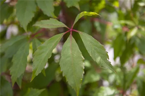 Mauerwein 'Engelmannii' - Parthenocissus quinquefolia 'Engelmannii'