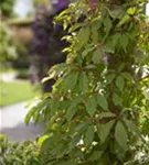 Wilder Wein - Parthenocissus quinquefolia