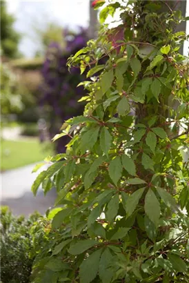 Wilder Wein - Parthenocissus quinquefolia