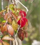 Wilder Wein - Parthenocissus quinquefolia