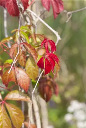 Wilder Wein - Parthenocissus quinquefolia