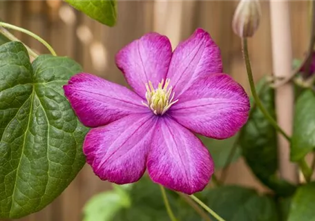 Clematis 'Ville de Lyon' - Waldrebe 'Ville de Lyon'