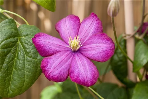 Waldrebe 'Ville de Lyon' - Clematis 'Ville de Lyon'