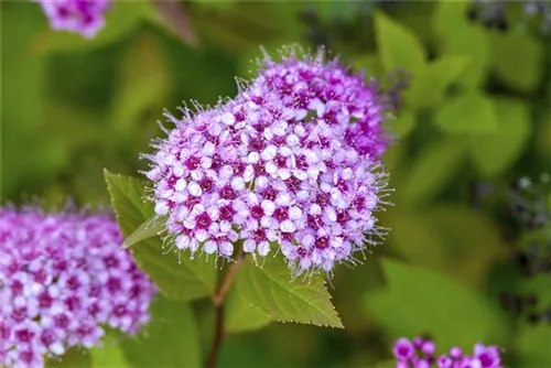 Japanspiere 'Golden Princess' - Spiraea japonica 'Golden Princess'