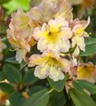 Rhododendron-Hybride 'Norfolk Candy' - Rhododendron Hybr.'Norfolk Candy' III