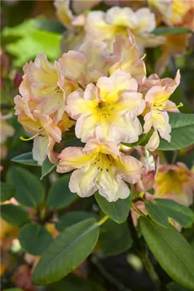 Rhododendron-Hybride 'Norfolk Candy' - Rhododendron Hybr.'Norfolk Candy' III