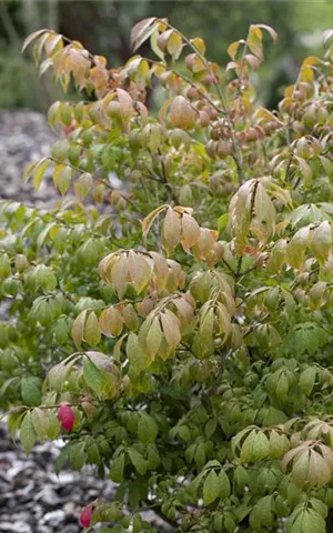 Euonymus alatus 'Compactus'