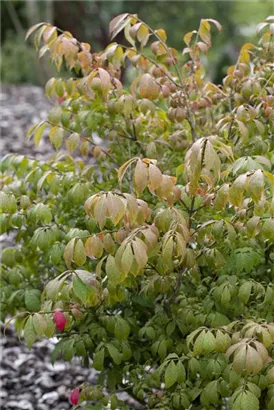 Korkflügelstrauch 'Compactus' - Euonymus alatus 'Compactus'