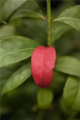 Korkflügelstrauch 'Compactus' - Euonymus alatus 'Compactus'