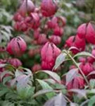 Korkflügelstrauch 'Compactus' - Euonymus alatus 'Compactus'