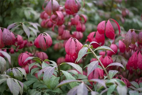 Korkflügelstrauch 'Compactus' - Euonymus alatus 'Compactus'