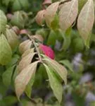 Korkflügelstrauch 'Compactus' - Euonymus alatus 'Compactus'