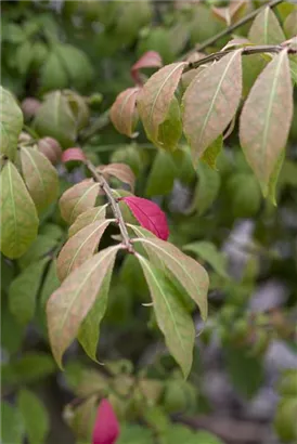 Korkflügelstrauch 'Compactus' - Euonymus alatus 'Compactus'