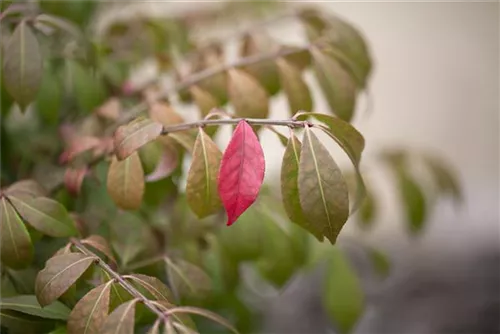 Korkflügelstrauch 'Compactus' - Euonymus alatus 'Compactus'