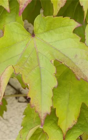 Parthenocissus tric.'Green Spring'